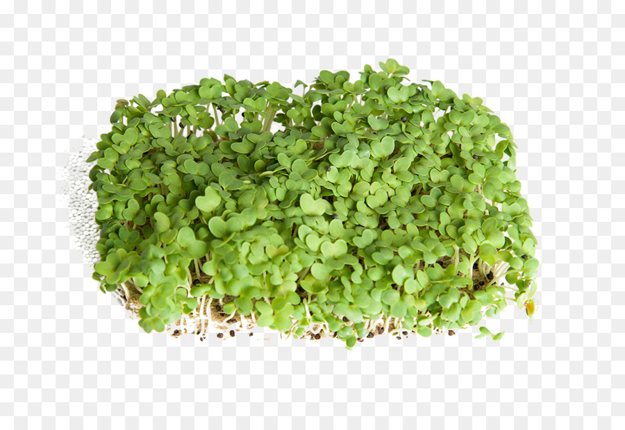 Una Fotografía De Stock，Lechuga PNG