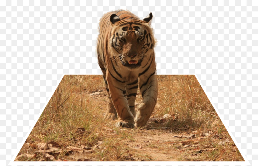 Trini Tigre，Reserva De Tigres De Kanha PNG