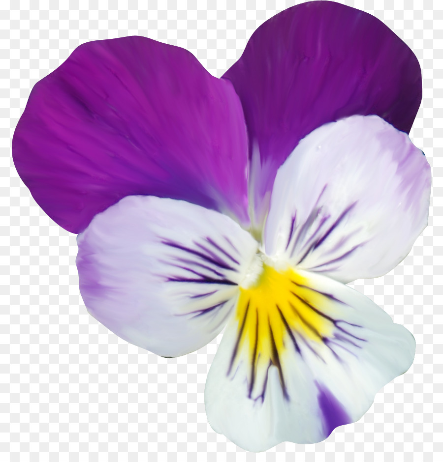 Pansy，Dibujo PNG