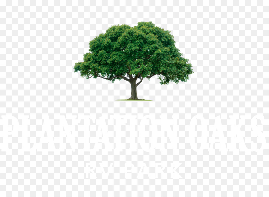 árbol，Fondo De Escritorio PNG