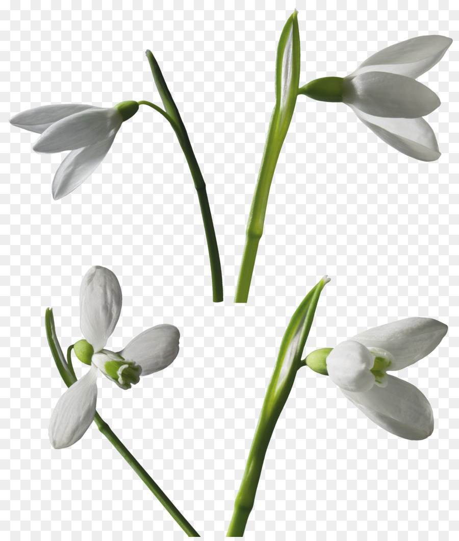 Snowdrop，Leucojum PNG