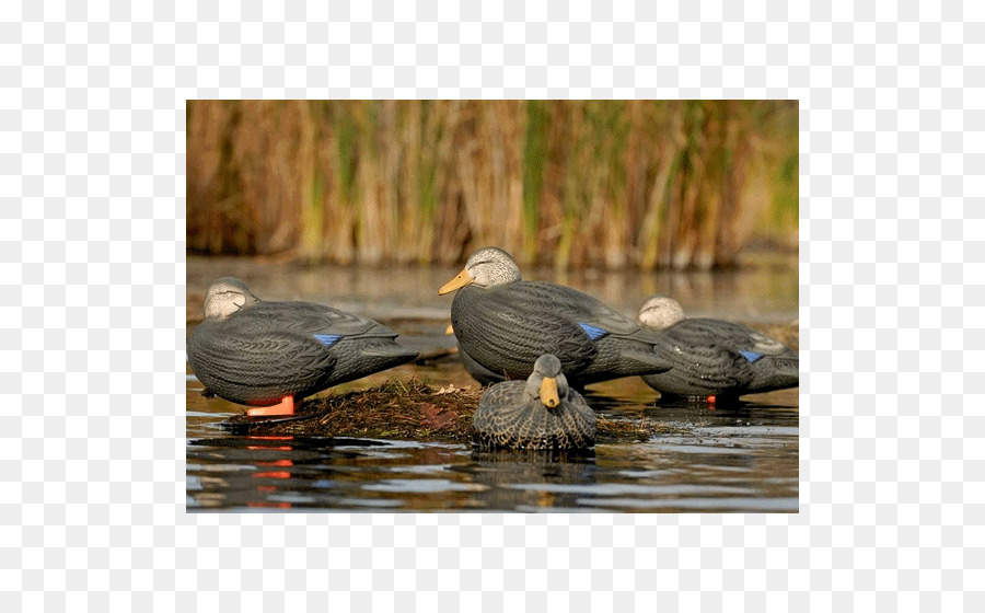 Cormorán，Pico PNG