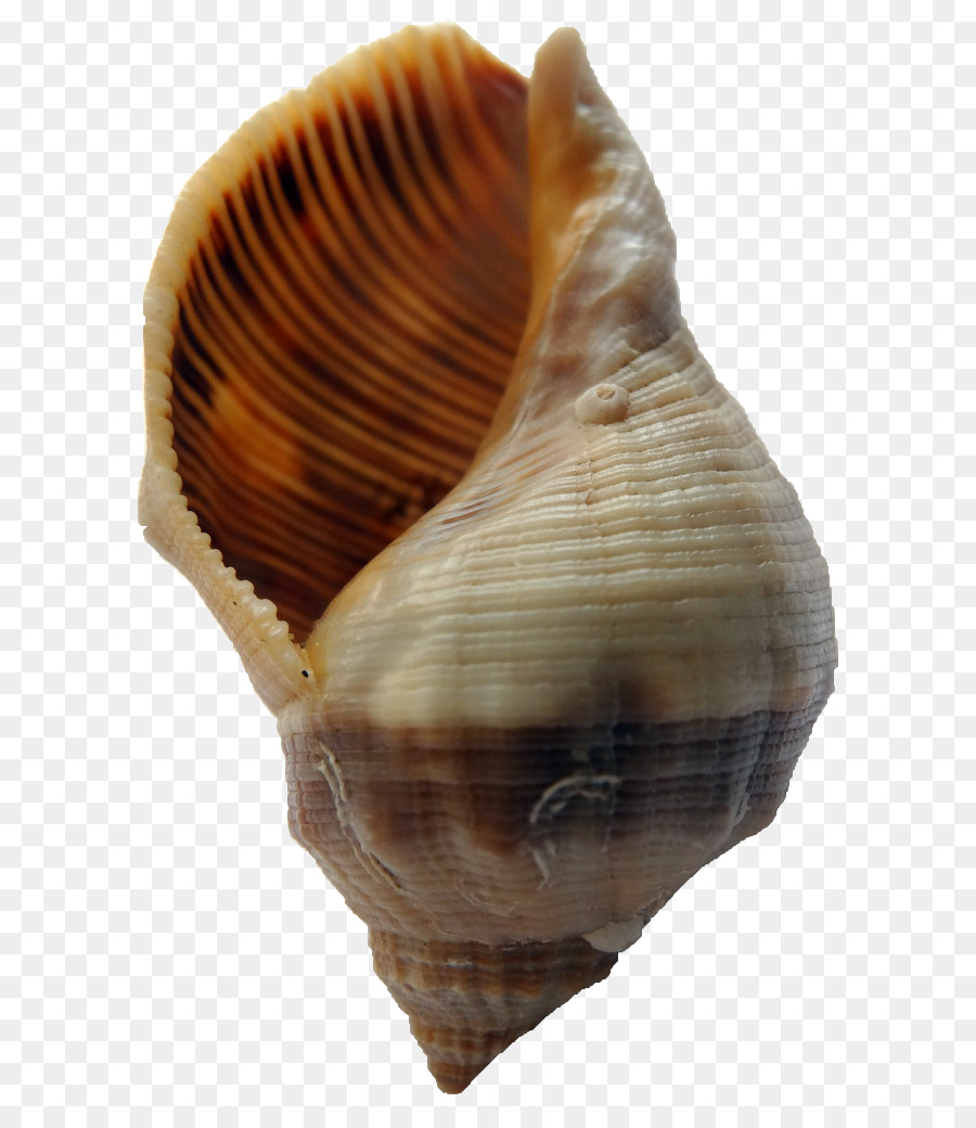 Berberecho，Escargot PNG