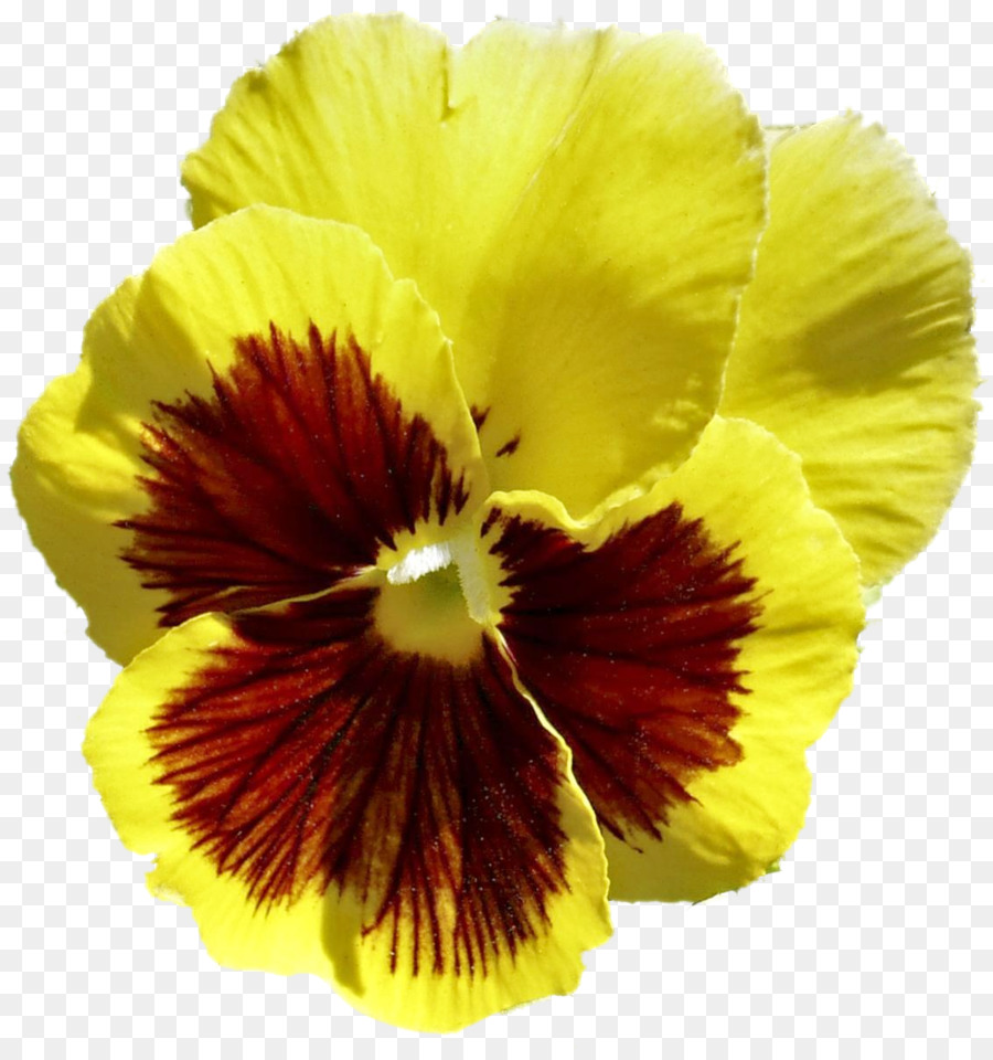 Pansy，Pétalo PNG