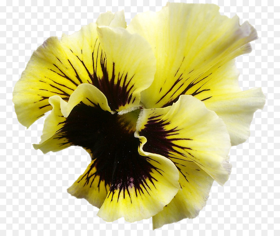 Flor，Florecer PNG