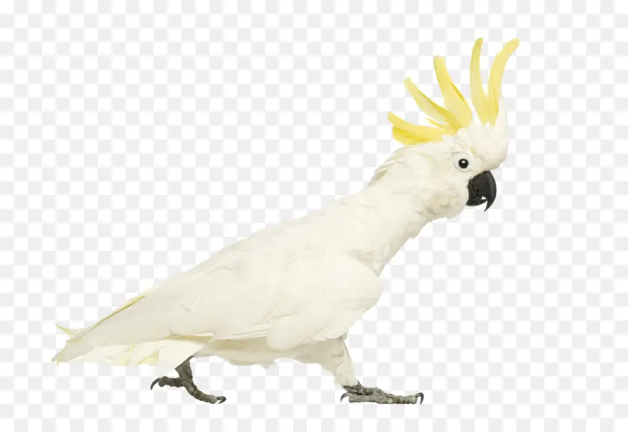 Cacatúa，Pájaro PNG