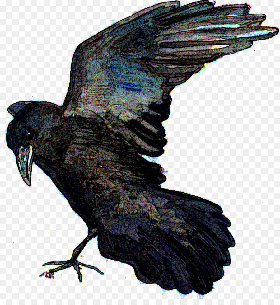 American Cuervo，Cuervo De Nueva Caledonia PNG