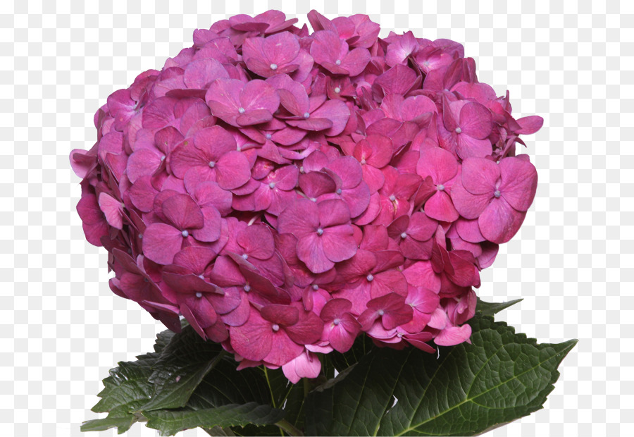 Hortensia，Las Flores De La Galería PNG