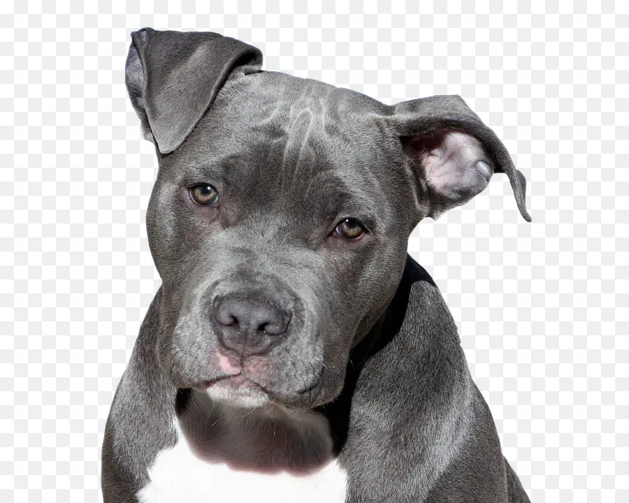 Pit Bull，American Pit Bull Terrier PNG