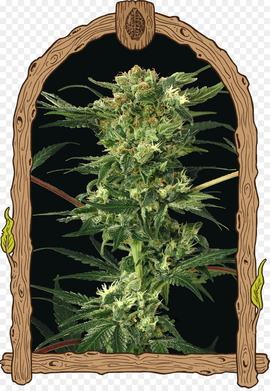 Canabis，Marijuana PNG