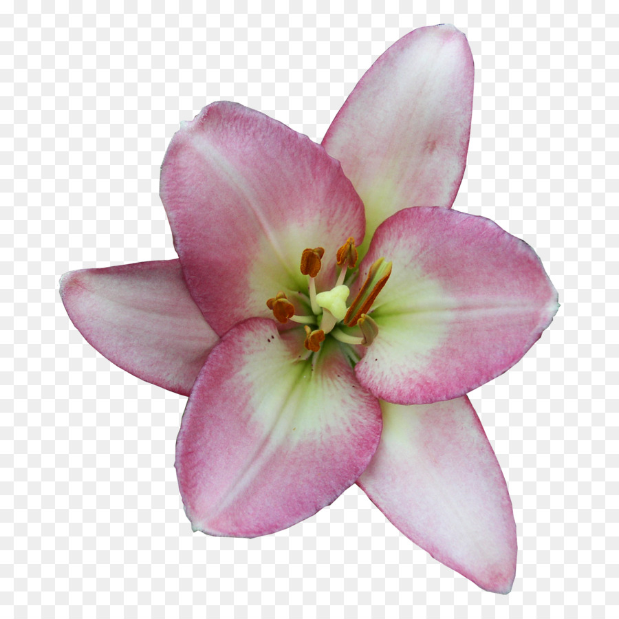 Lilium，Imagen Digital PNG