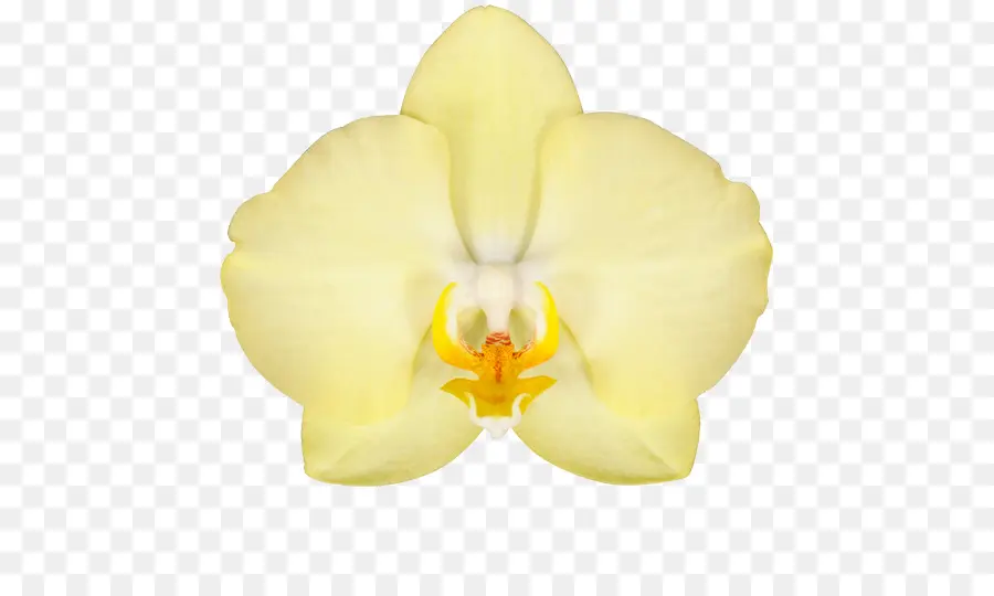 Orquídeas De Polilla，Cortar Flores PNG