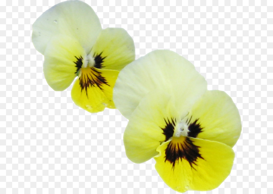 Pansy，Pétalo PNG