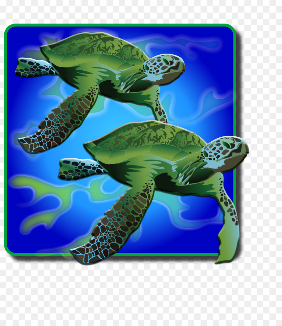 Tortuga Boba，Tortuga PNG