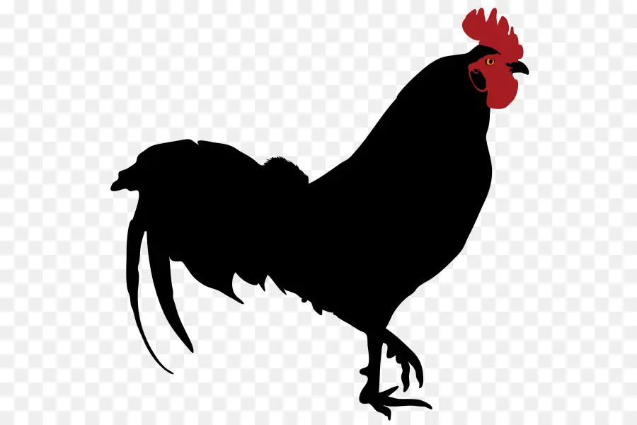 Silueta De Pollo，Pájaro PNG