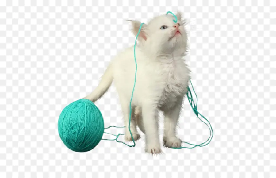 Bigotes，Gatito PNG