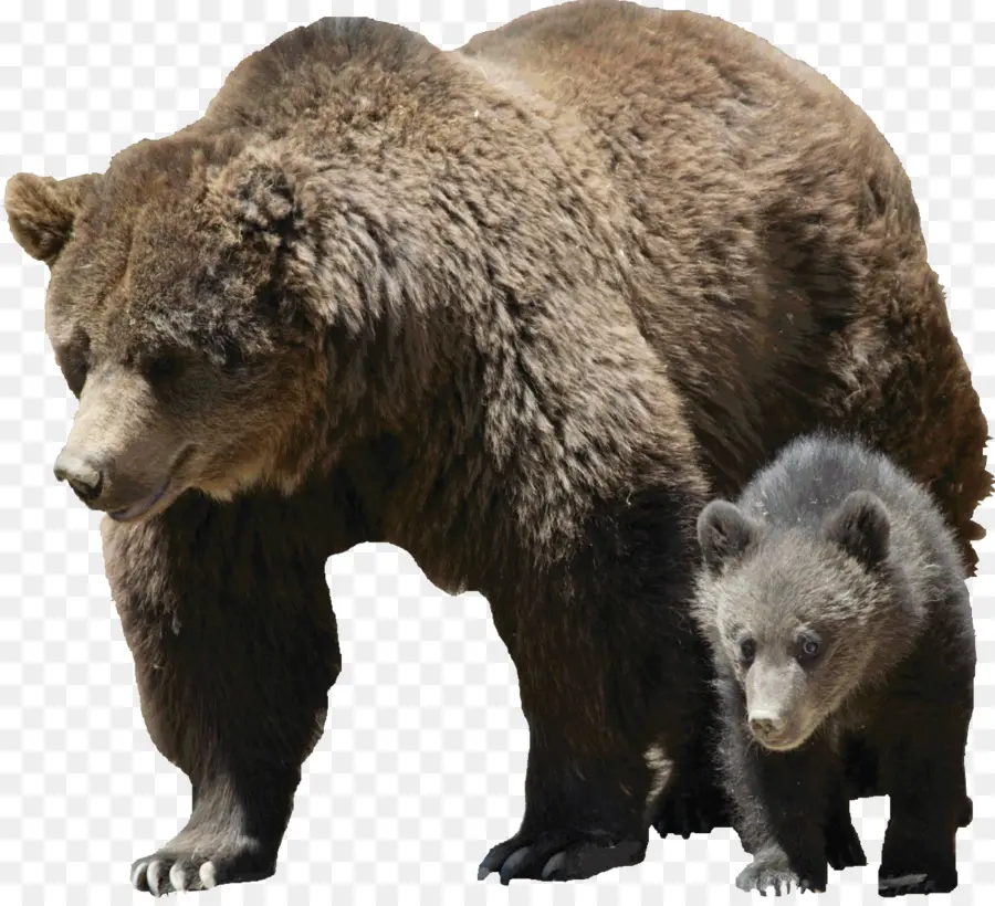 Grizzly Bear，El Oso Negro Americano PNG
