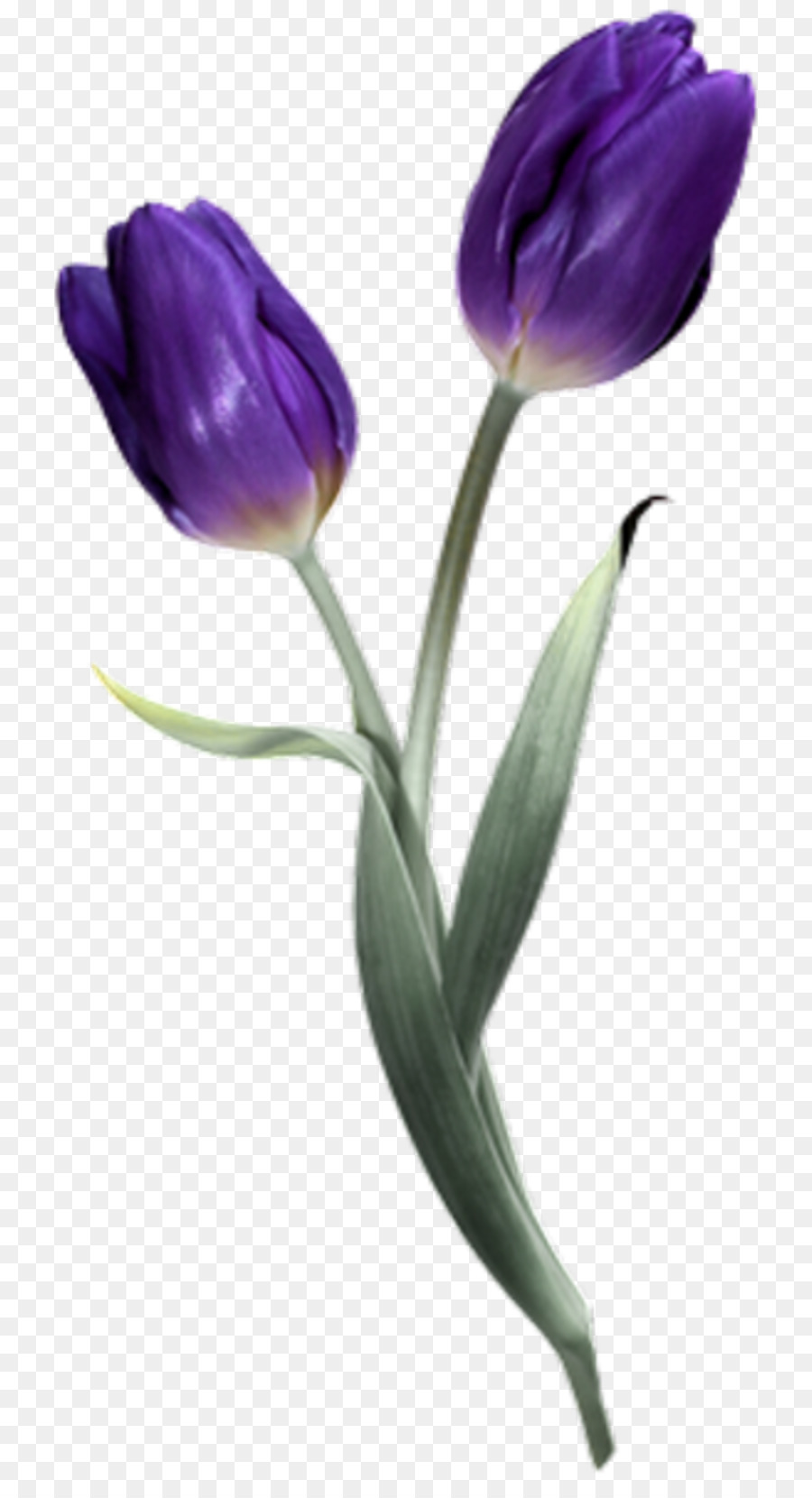 Tulipán Morado，Provenir PNG