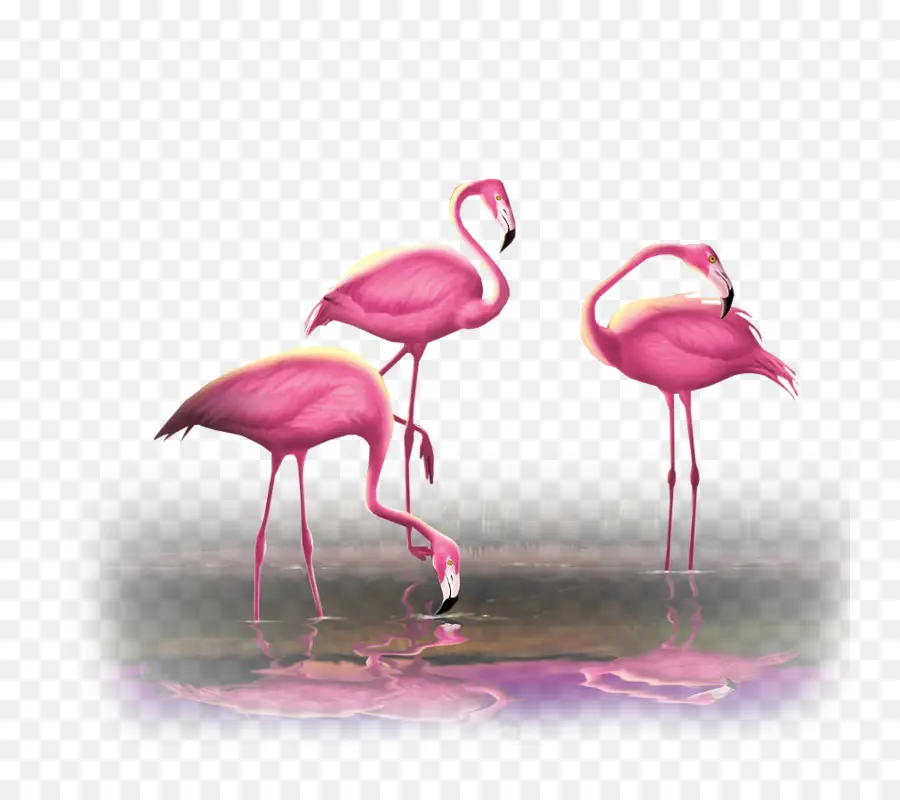 Flamencos Rosados，Fauna PNG