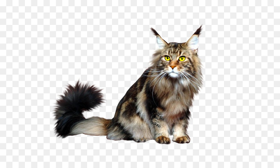 Maine Coon，Bigotes PNG