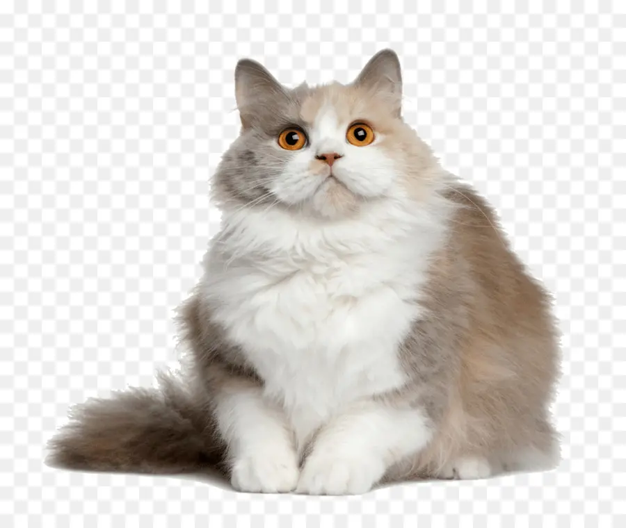 Gatito，British Semilonghair PNG