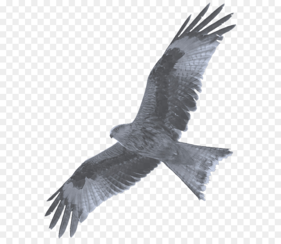 Pájaro，Vuelo PNG