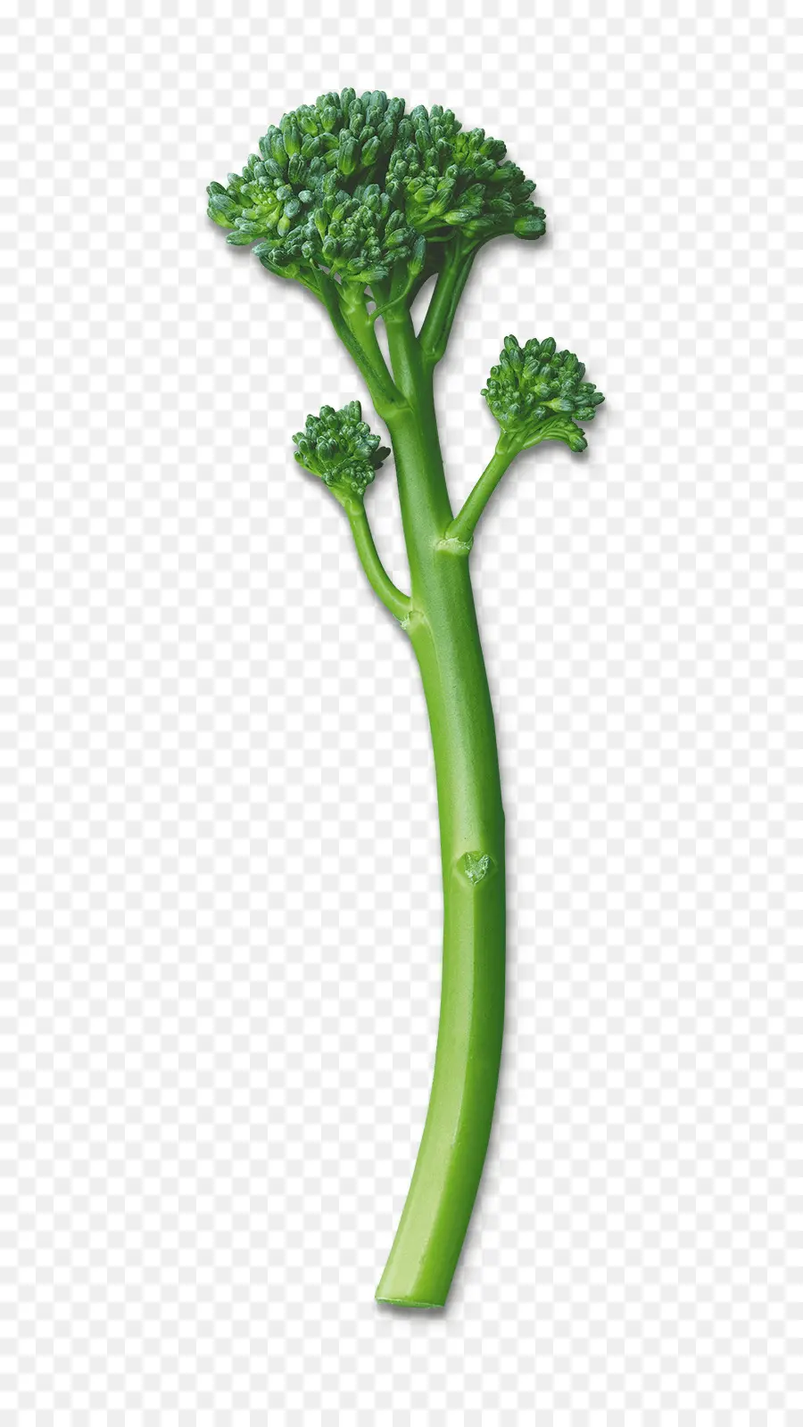 Rapini，Brócolini PNG