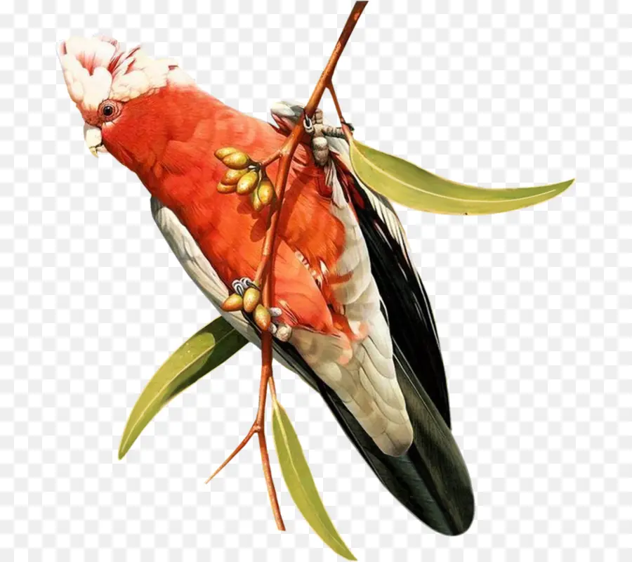 Pájaro Rojo，Rama PNG