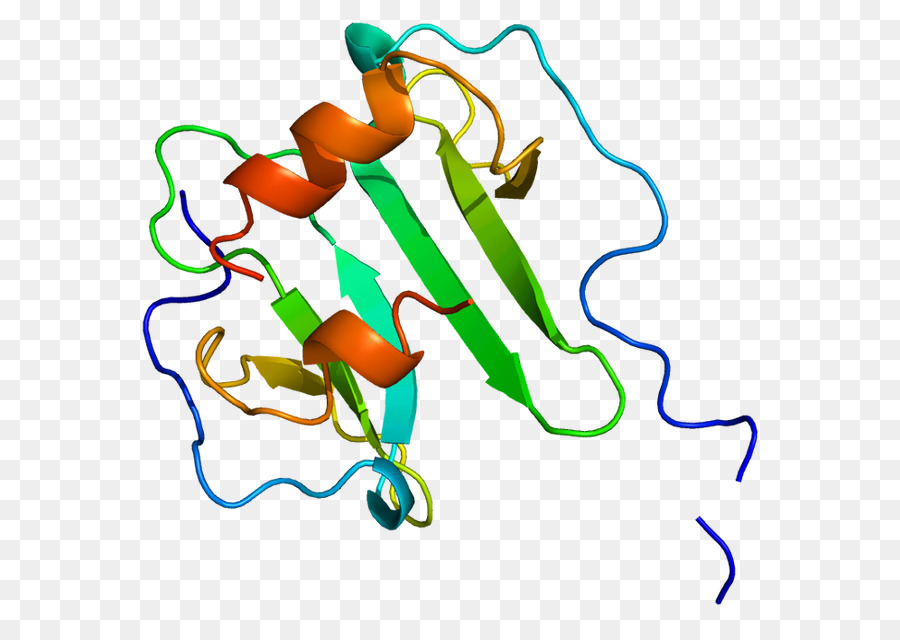 Factor 1 De Células Estromales 1，Quimiocina PNG