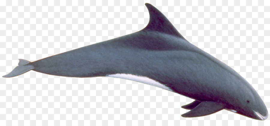 Ballena，Océano PNG