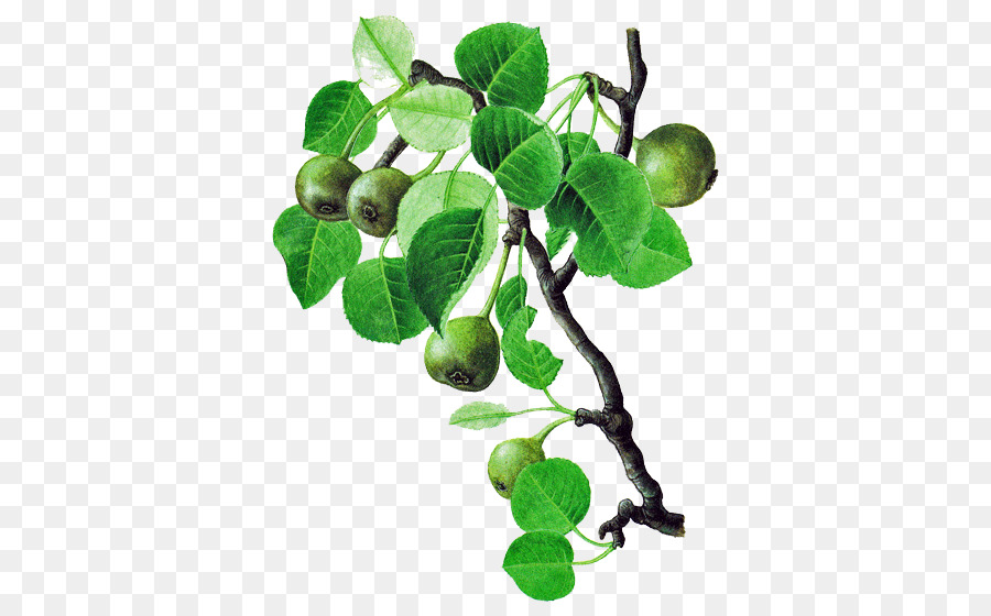 Peras Verdes，Hojas PNG