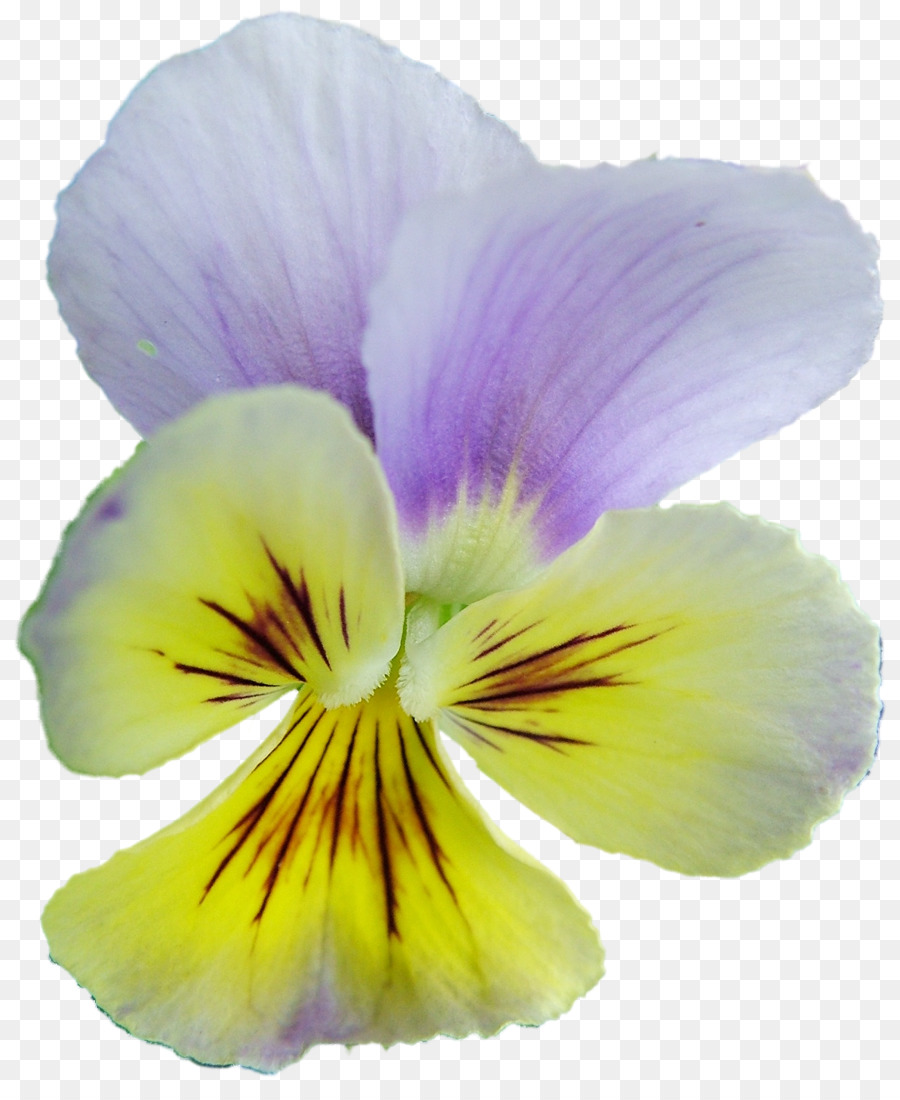 Pansy，Archivo PNG