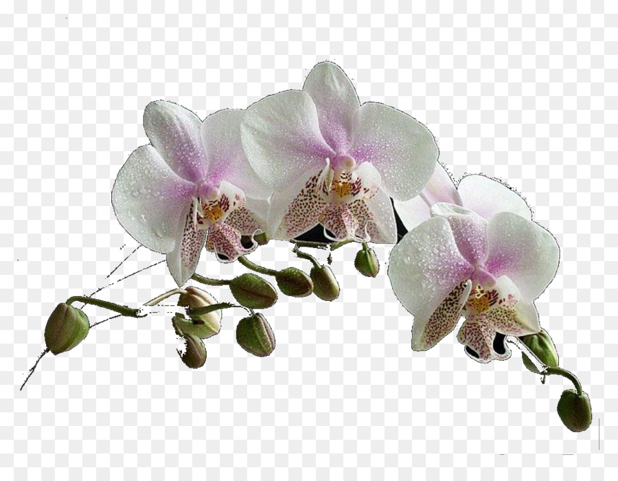 La Polilla De Las Orquídeas，Flor PNG