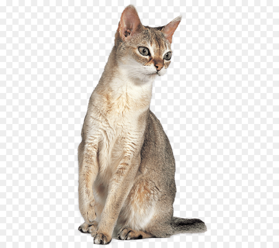 Gato De Singapura，Gato Abisinio PNG