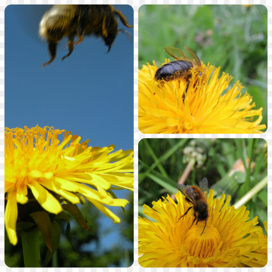 La Miel De Abeja，Bumblebee PNG