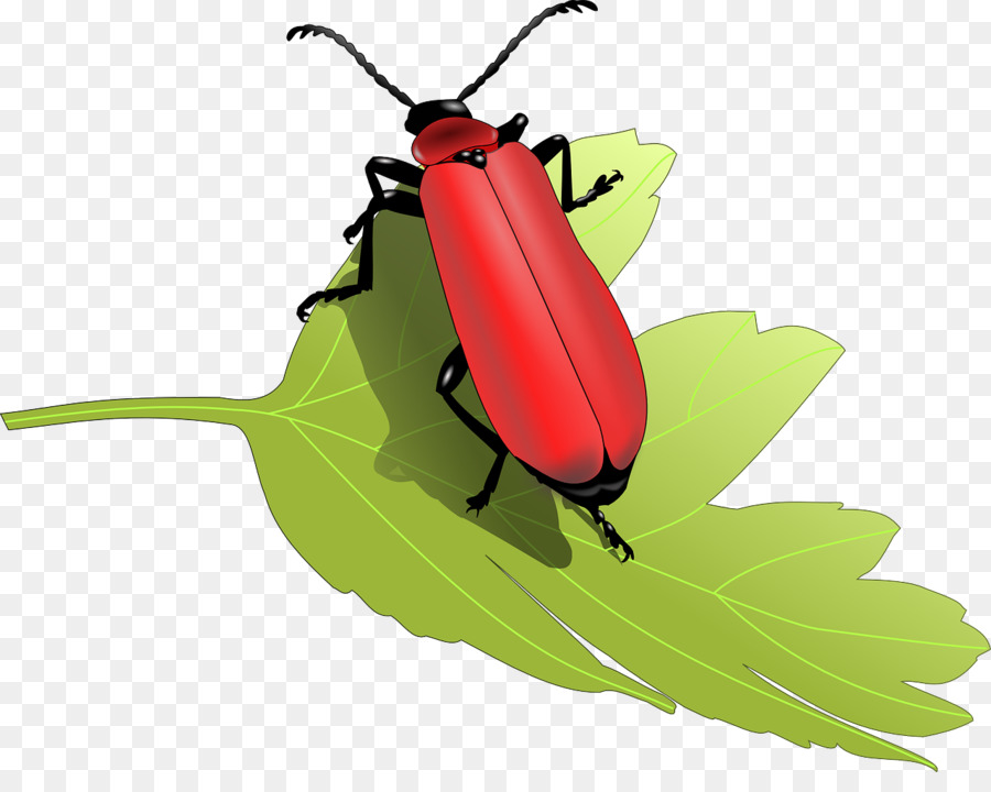 Escarabajo Rojo En La Hoja，Insecto PNG