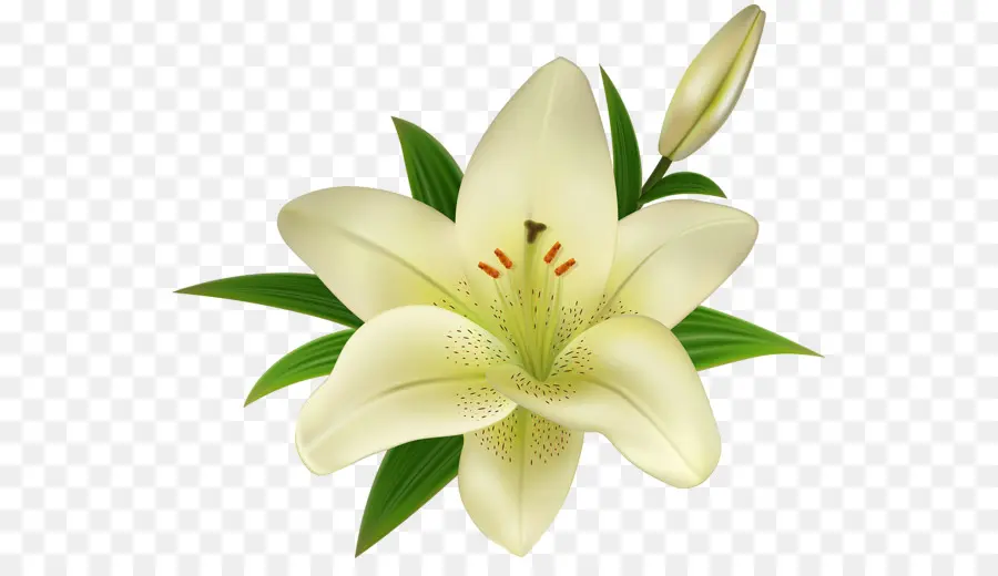 Lilium Stargazer，Lirio De Pascua PNG