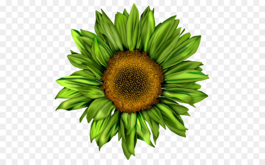 Común De Girasol，Pin PNG