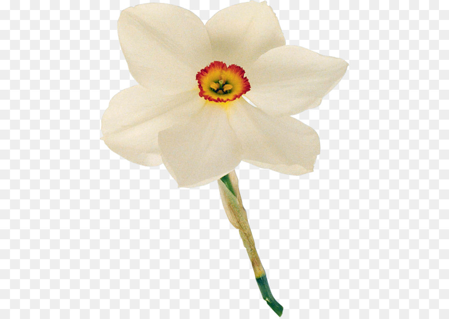 Narciso，Flor PNG