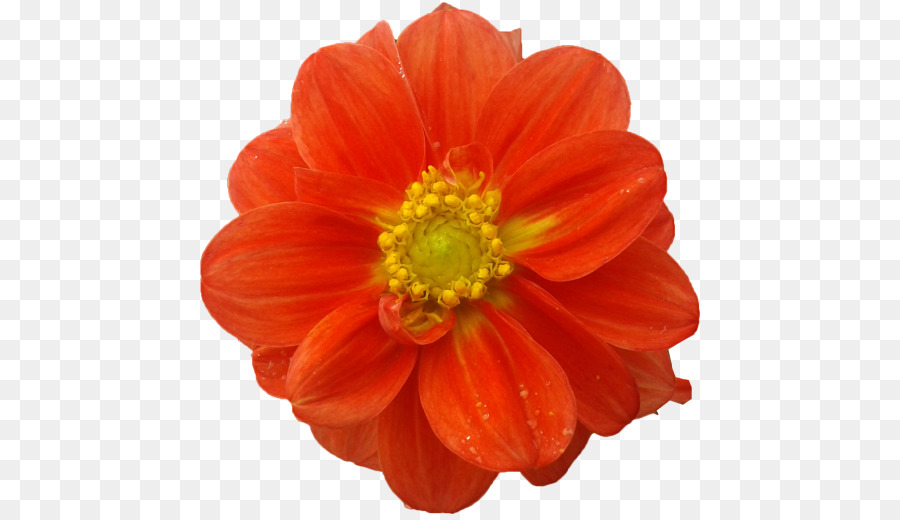 Flor Roja，Flor PNG