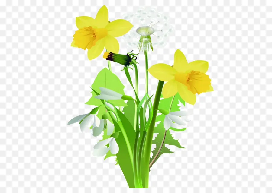 Narcisos Amarillos，Hojas Verdes PNG