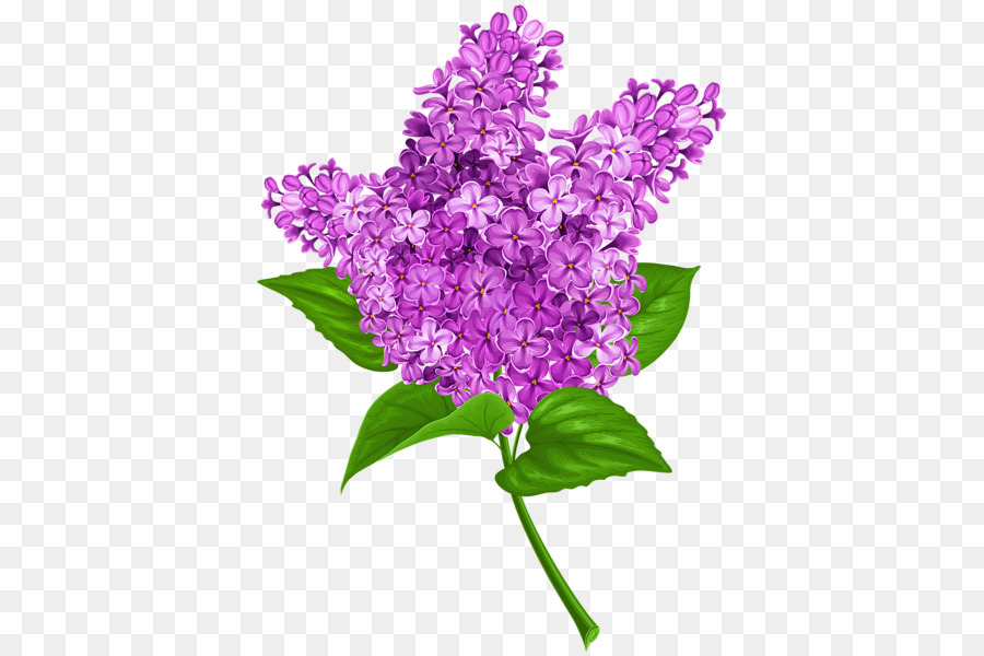 Flores Moradas，Florecer PNG