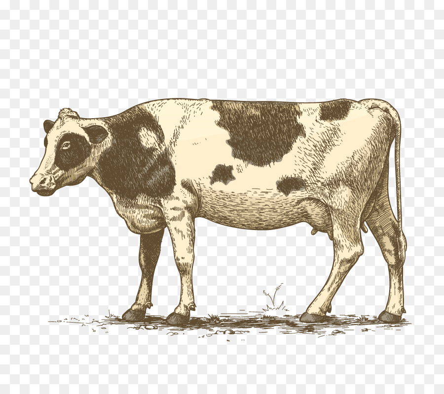 Vaca，Ganado PNG