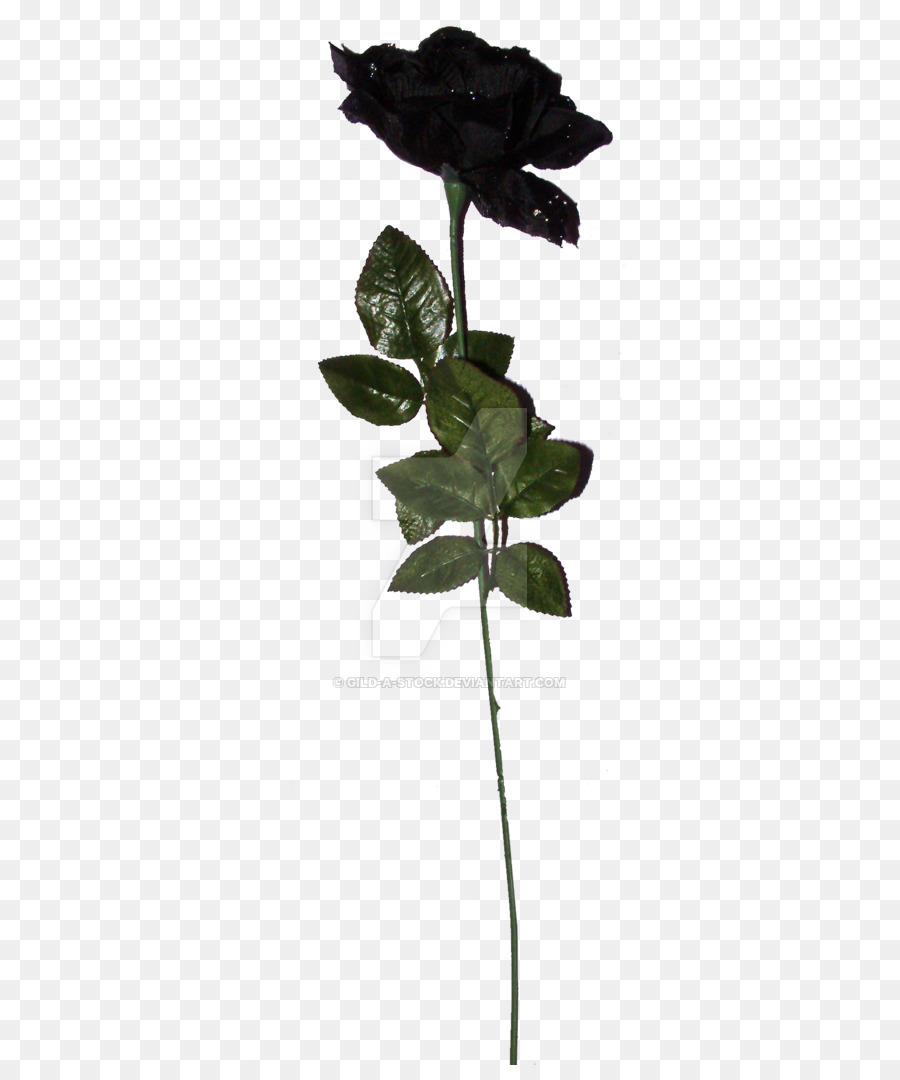 Black Rose，Rosa PNG