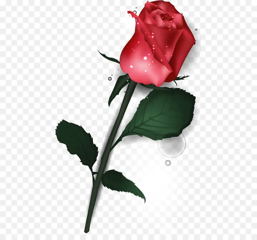 Rosa Roja，Provenir PNG