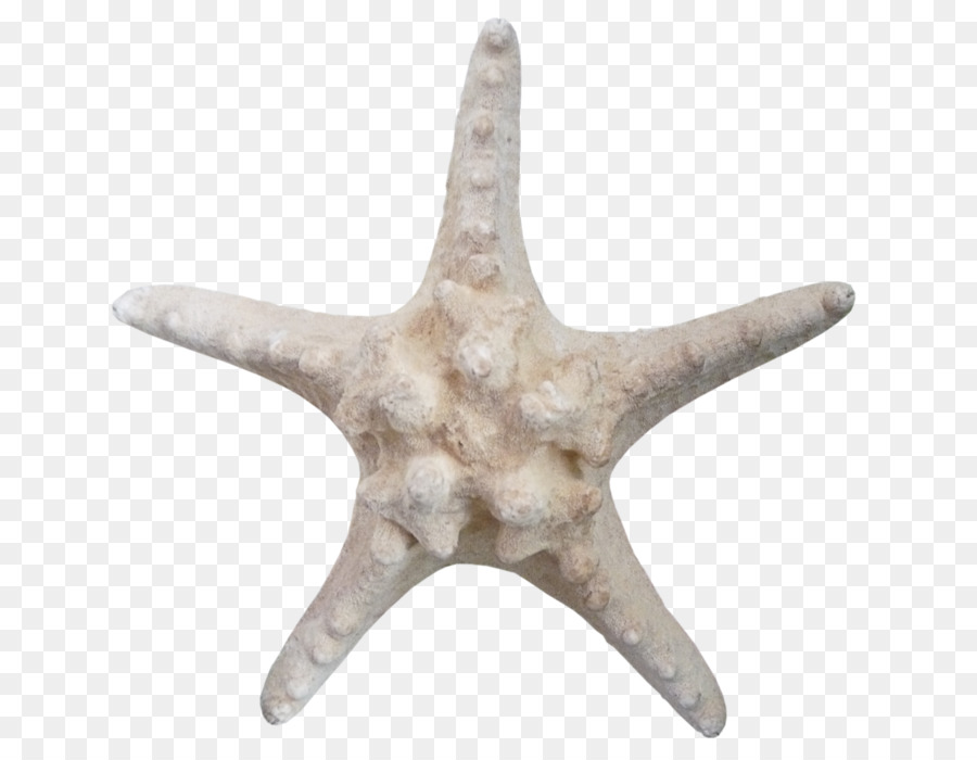 Estrella De Mar，Los Equinodermos PNG