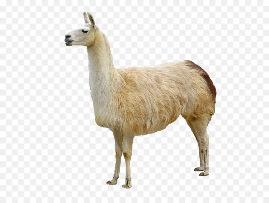 Llama，Animal PNG