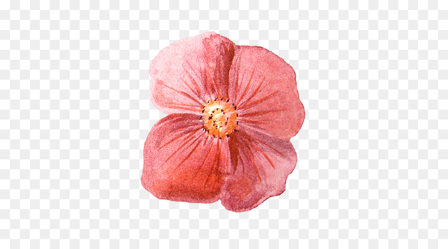 Flor，Florecer PNG