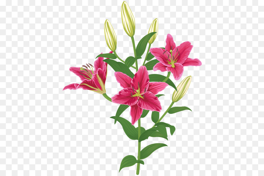 Lirio Rojo，Planta PNG