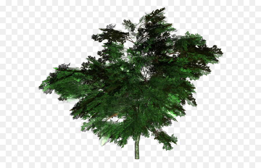 árbol，Verde PNG